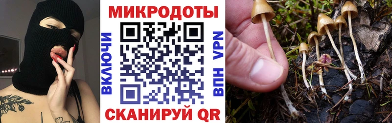 купить наркоту  Красавино  Псилоцибиновые грибы Psilocybe 